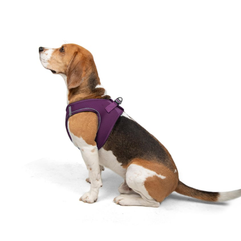 TailPetz Airmesh Purple Köpek Göğüs Tasması L